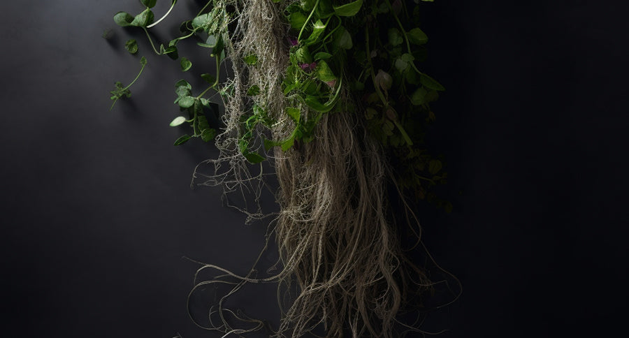 Growing Hair Faster ? Herbal Solutions to Try